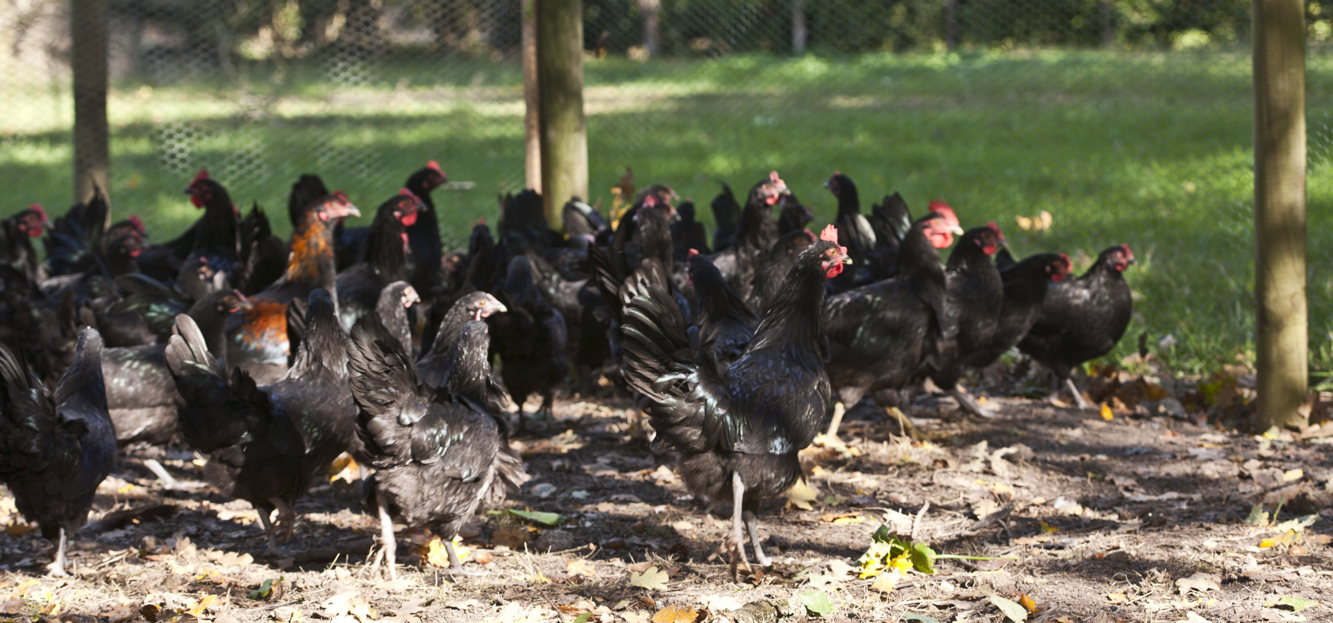 La ferme Bellorr